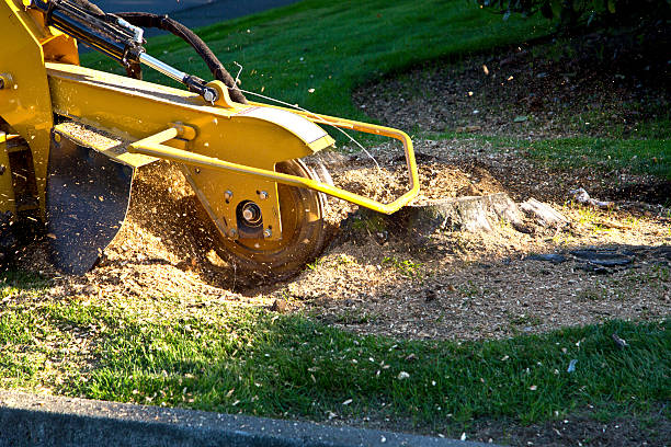 Mulching Services in Wilder, VT